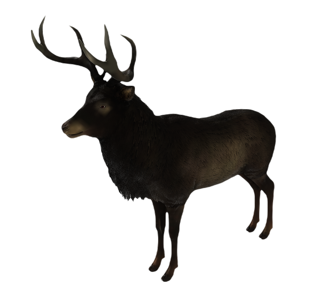 Corsican Deer male fur 2