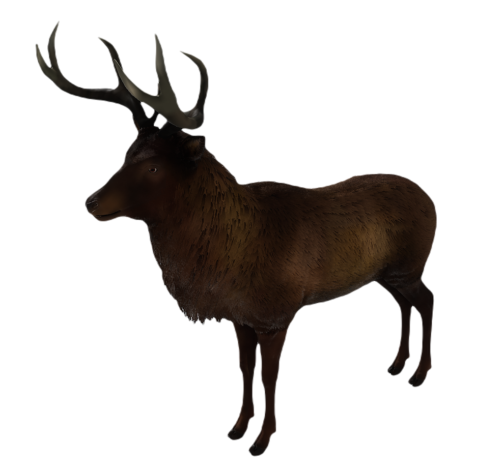 Corsican Deer male fur 4