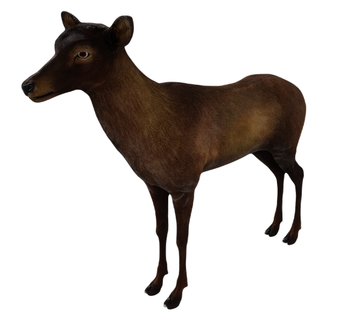 Corsican Deer female fur 4