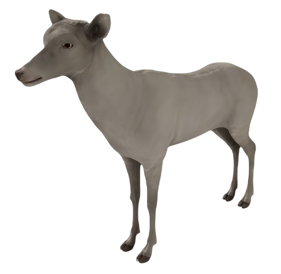 Corsican Deer female fur 6