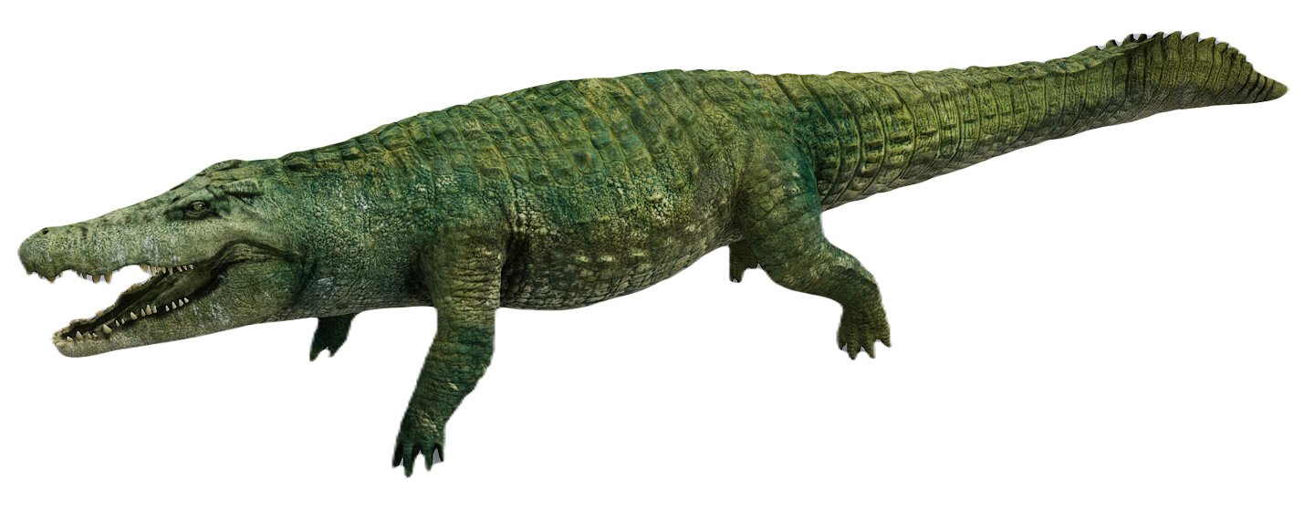 Crocodile male fur 1