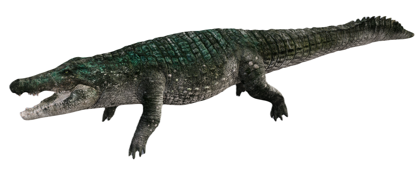 Crocodile male fur 2