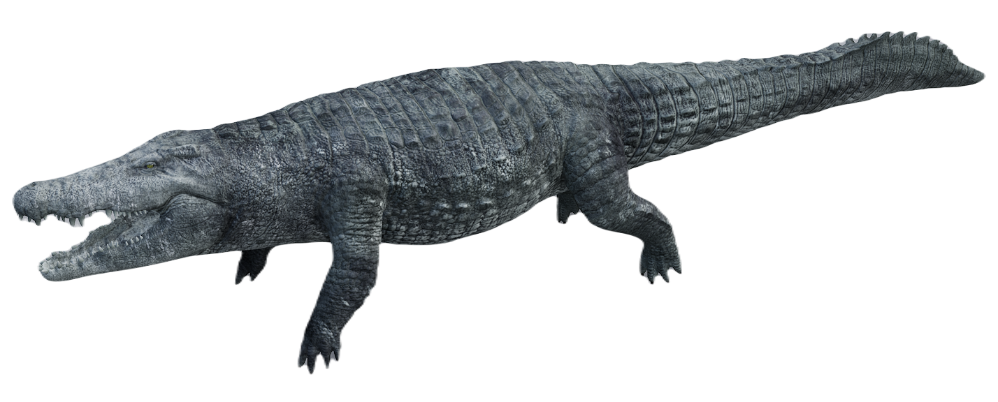 Crocodile male fur 4