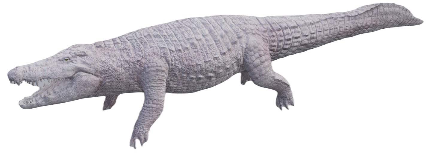 Crocodile male fur 6
