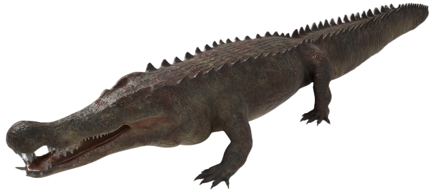 Crocodile male fur 8