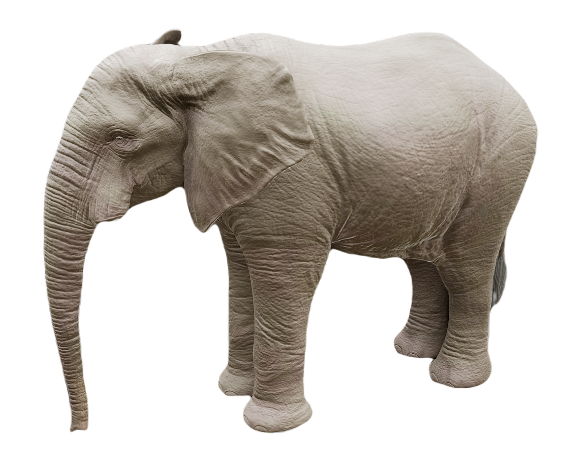 African Elephant