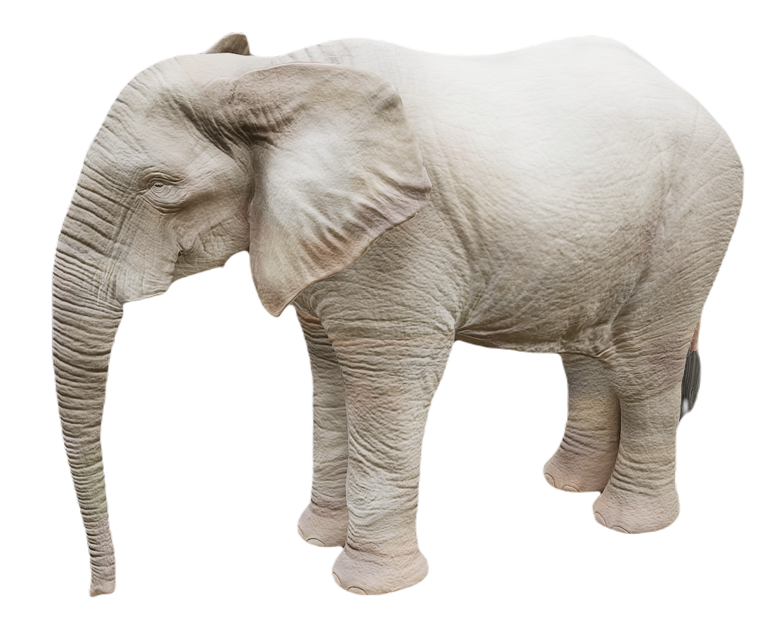 African Elephant male fur 1