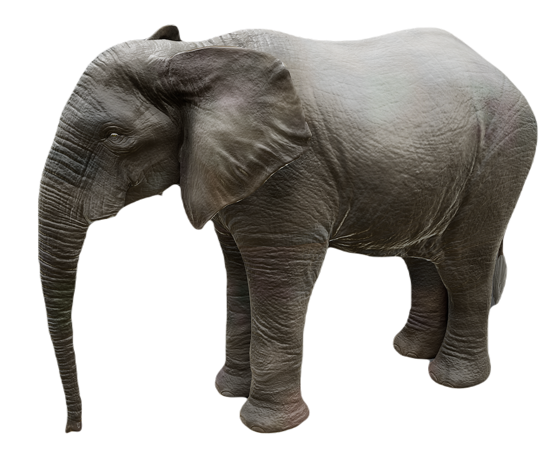 African Elephant male fur 4