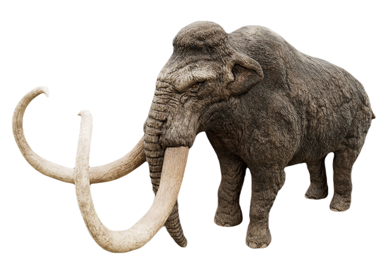 African Elephant male fur 5