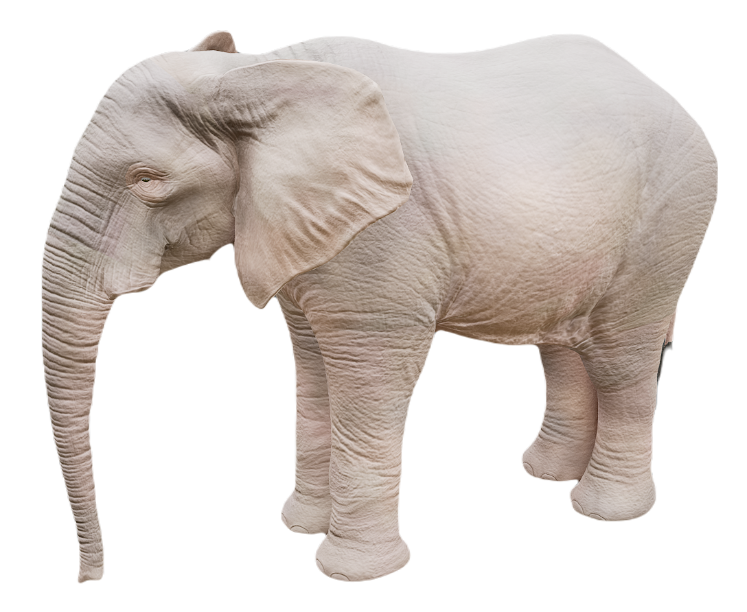 African Elephant male fur 6