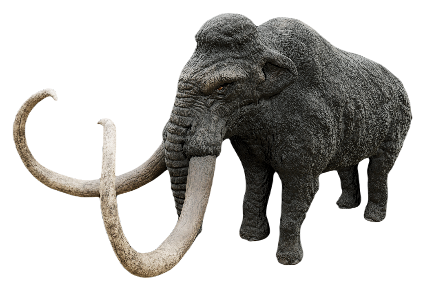 African Elephant male fur 7