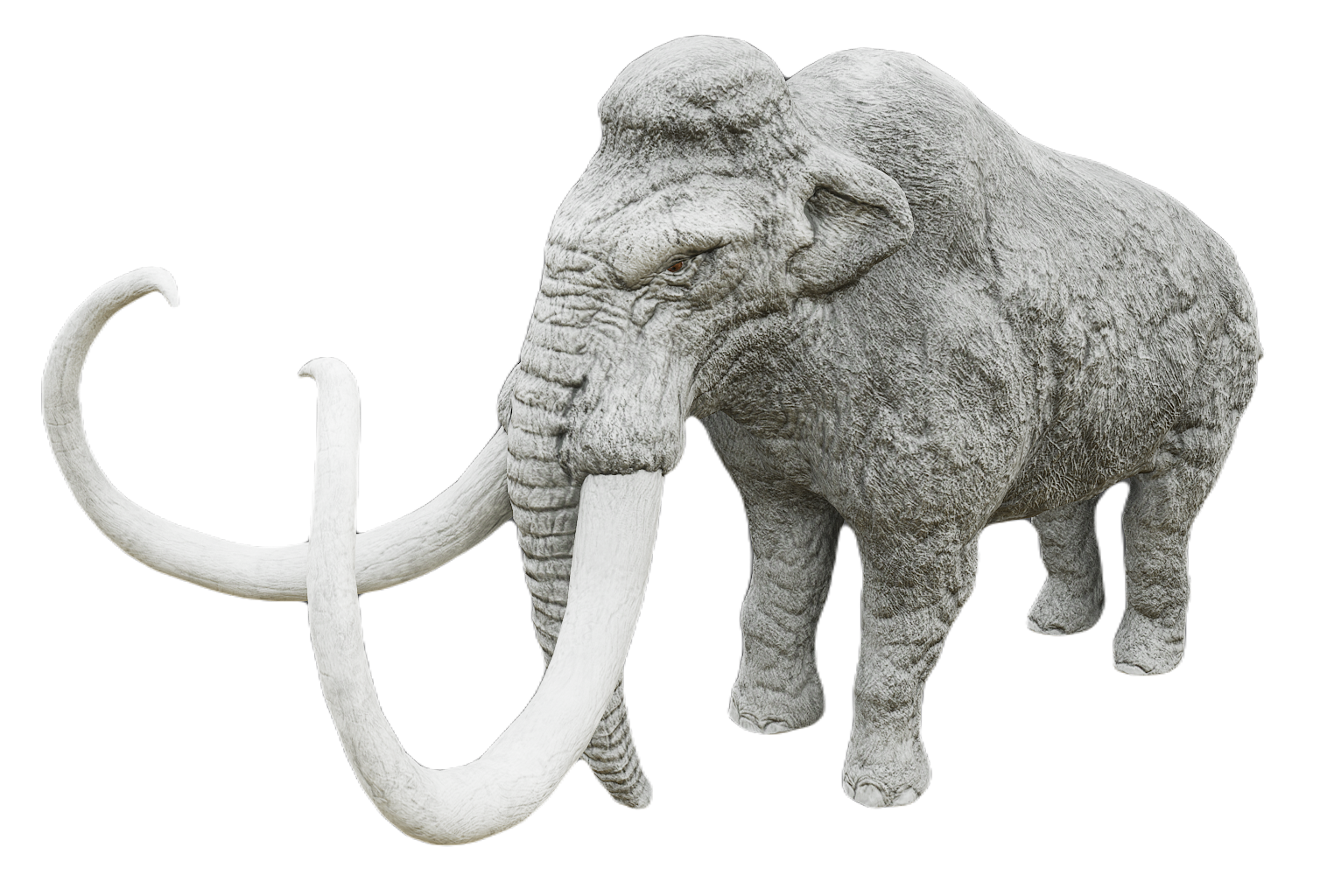 African Elephant male fur 8