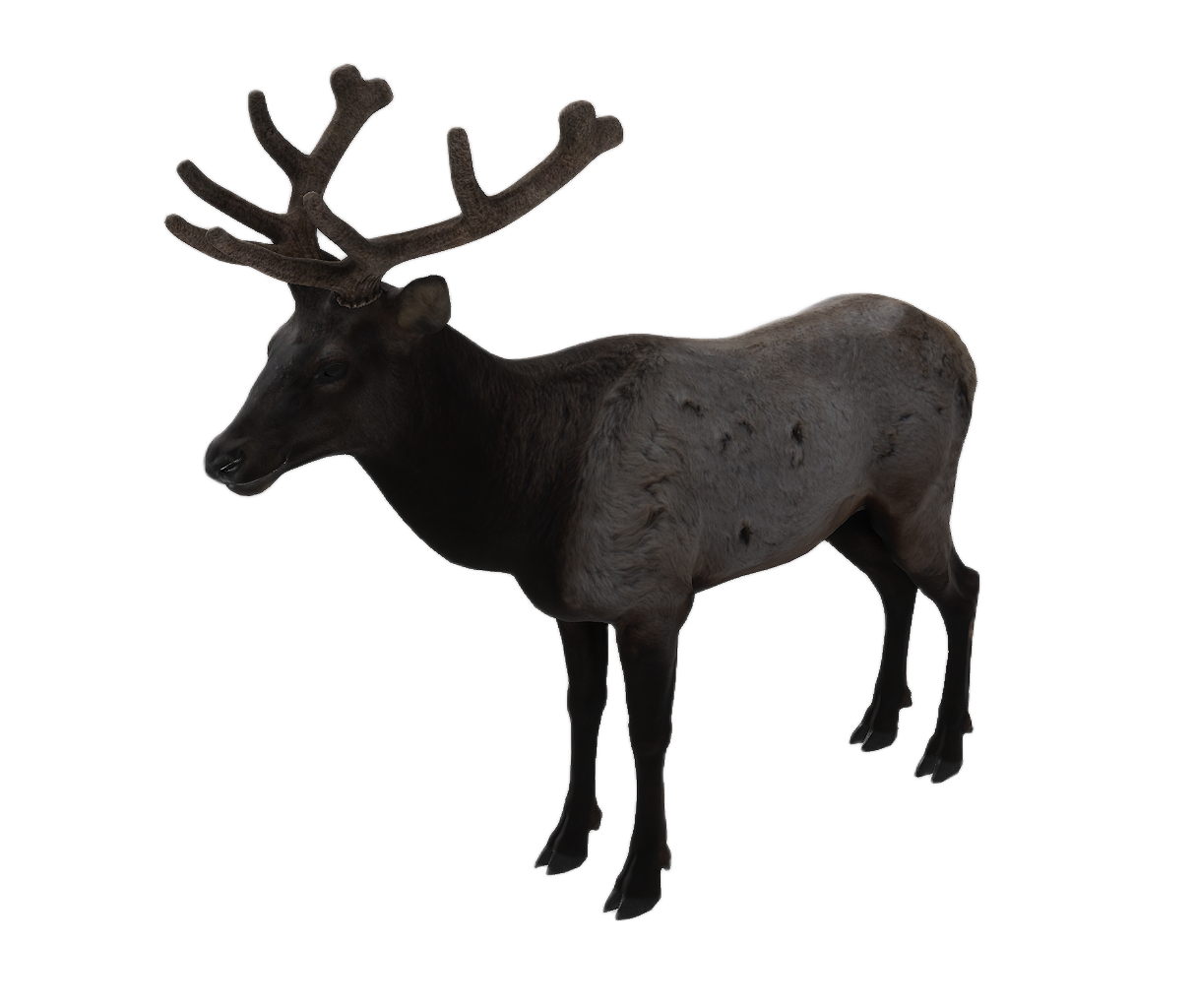 Elk male fur 2