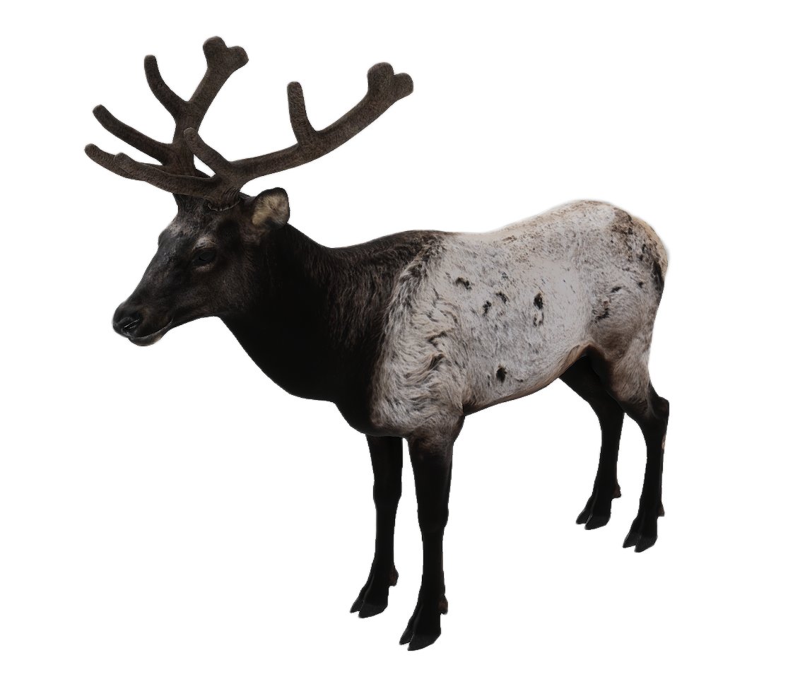Elk male fur 3