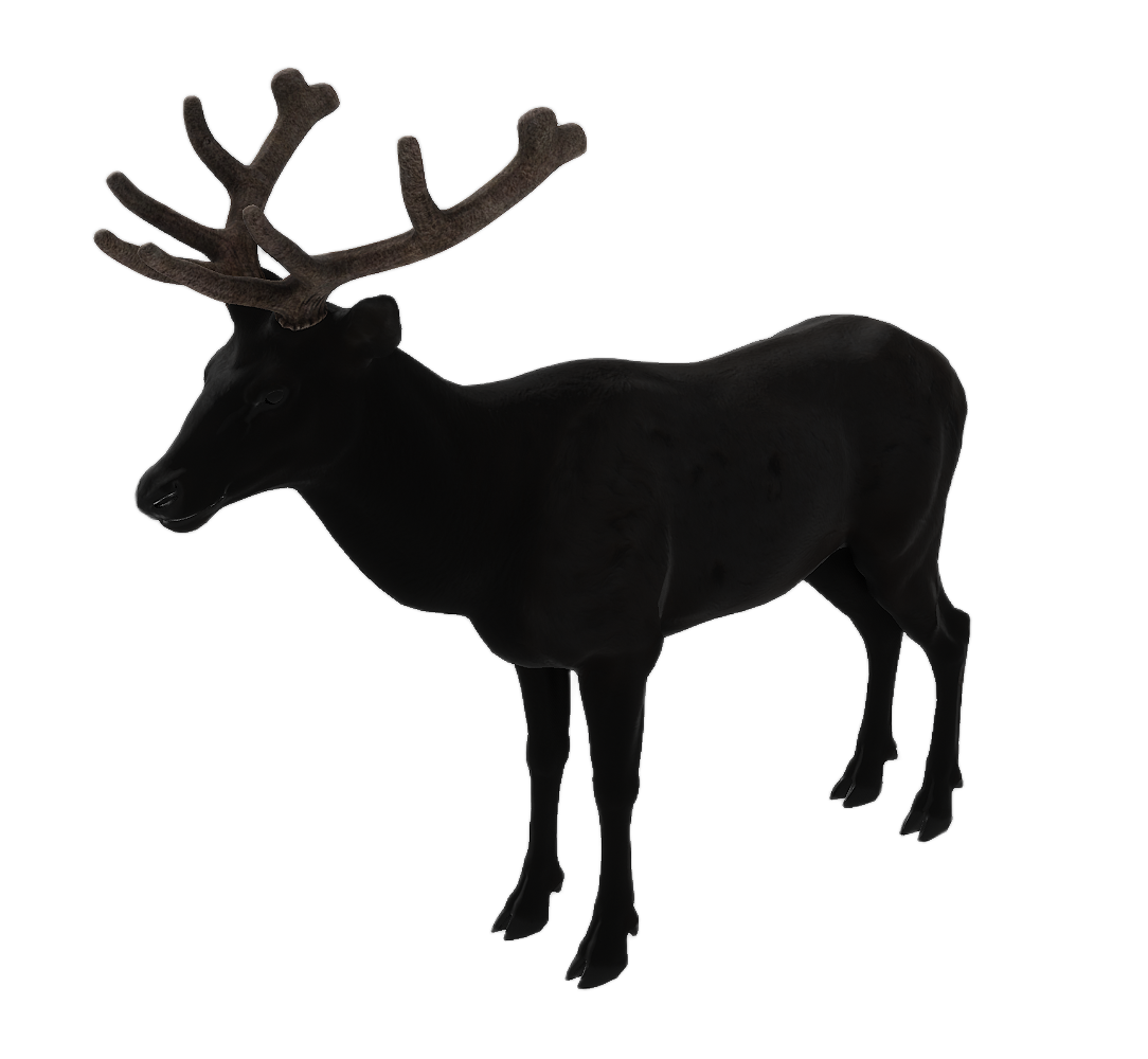 Elk male fur 4