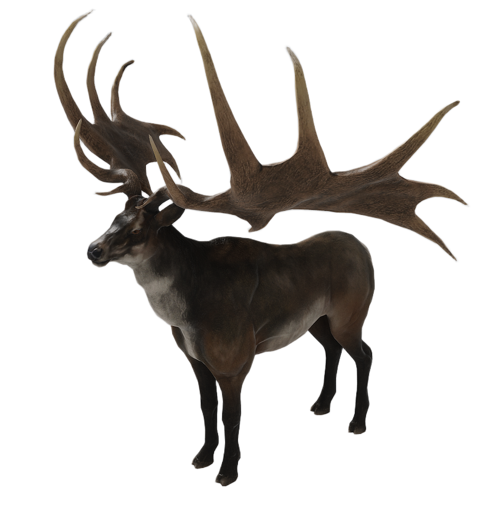 Elk male fur 5