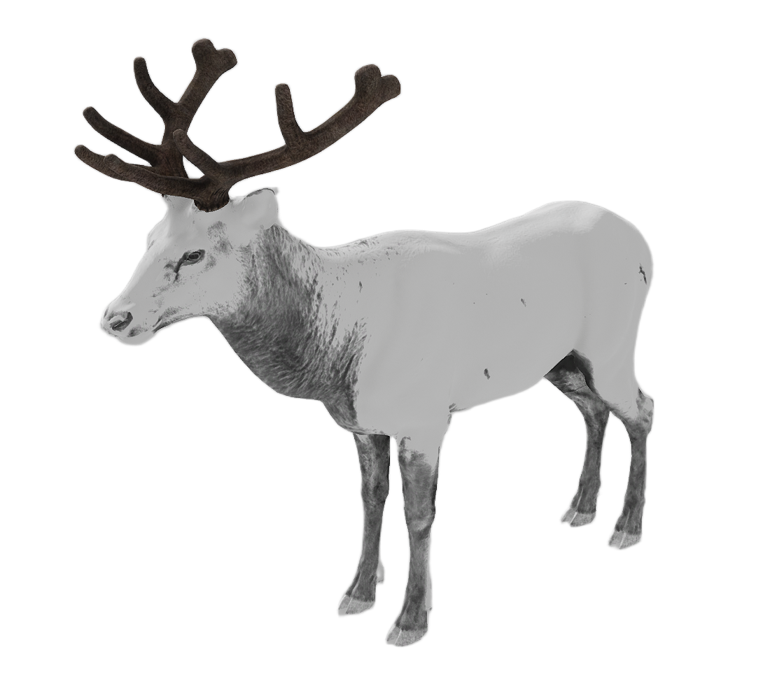 Elk male fur 6