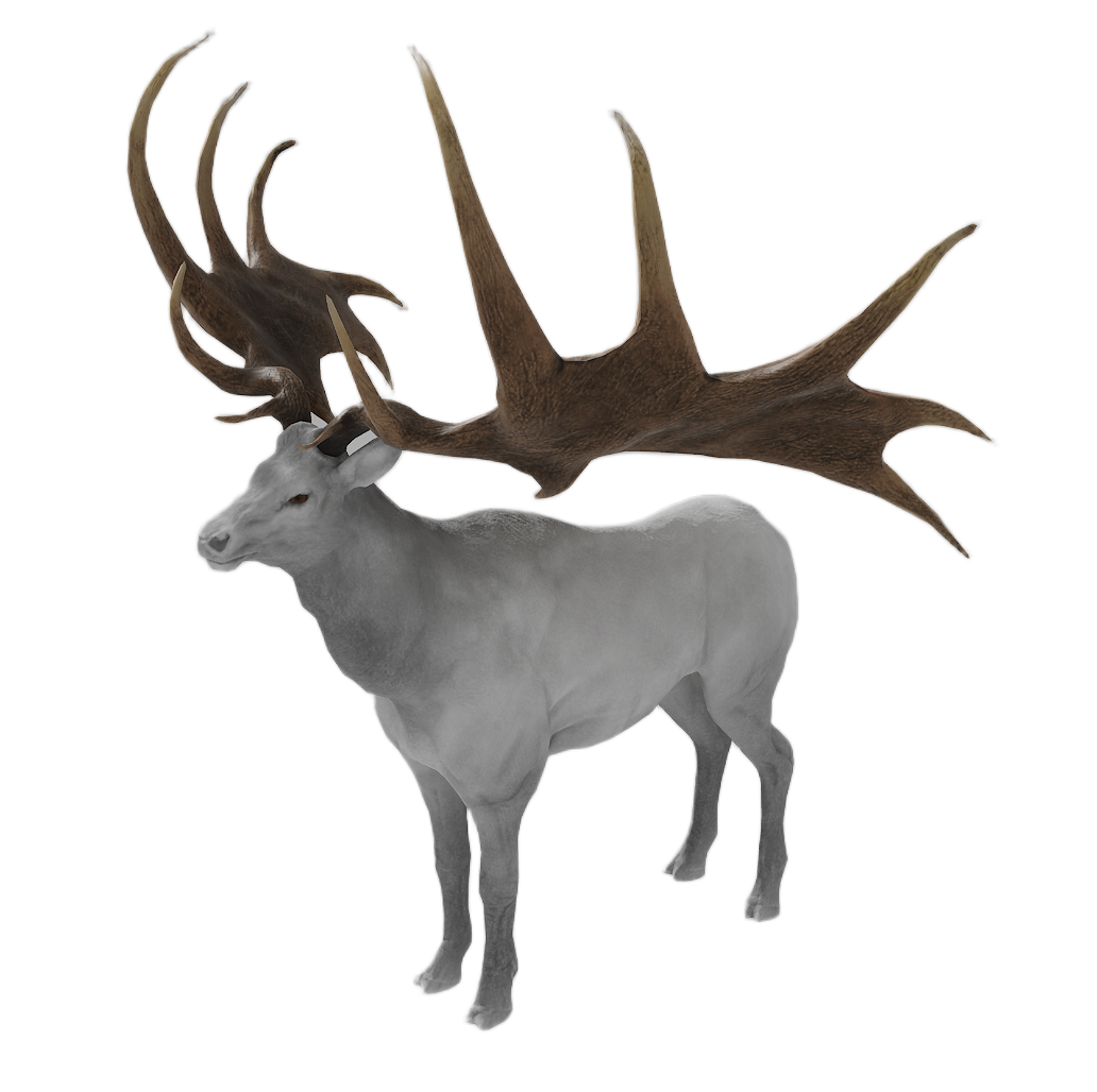 Elk male fur 8