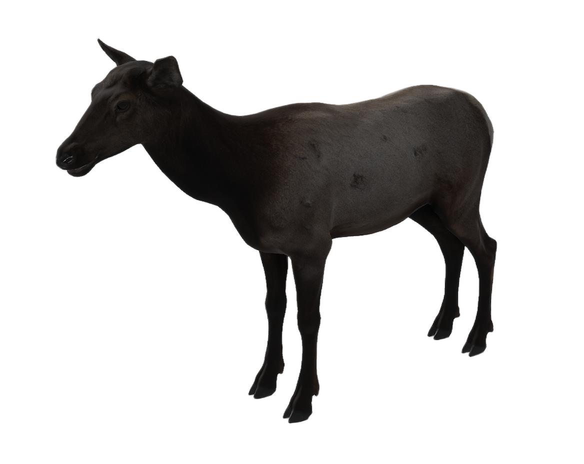 Elk female fur 2