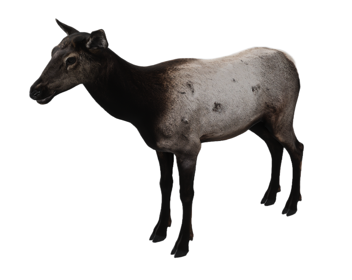 Elk female fur 3