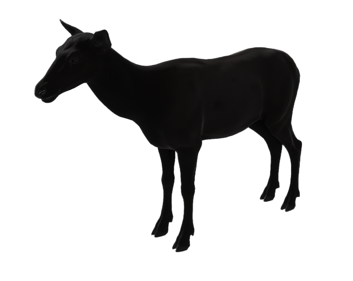 Elk female fur 4
