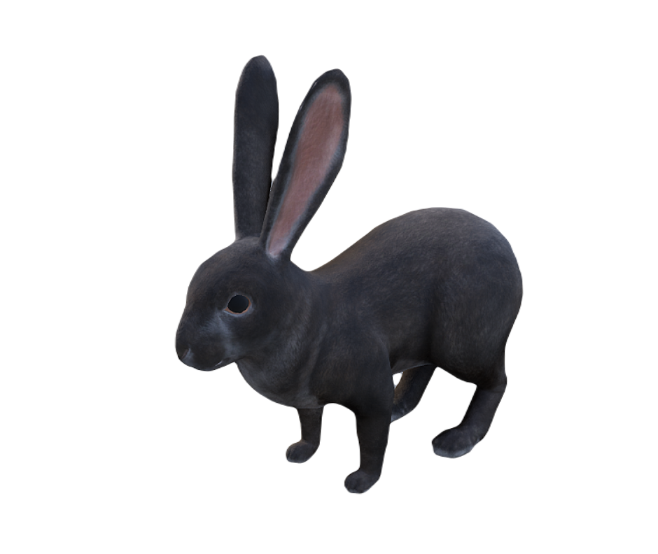 European Rabbit