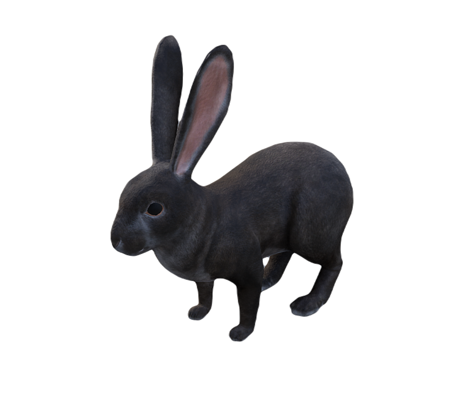 European Rabbit male fur 2