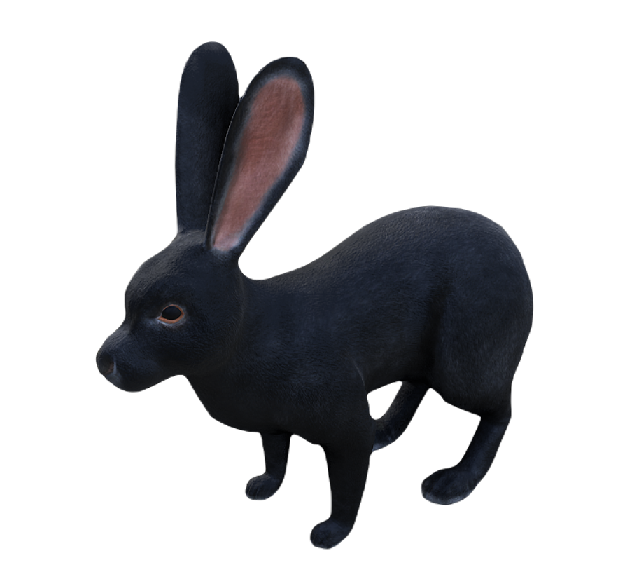 European Rabbit male fur 3