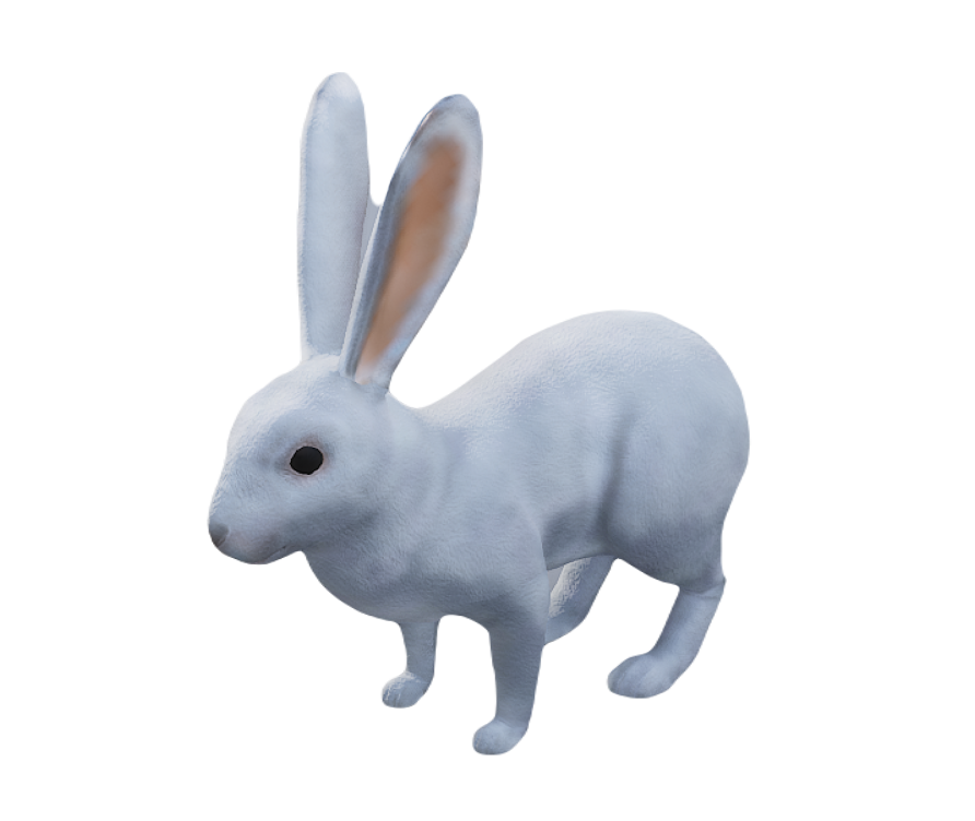 European Rabbit male fur 6