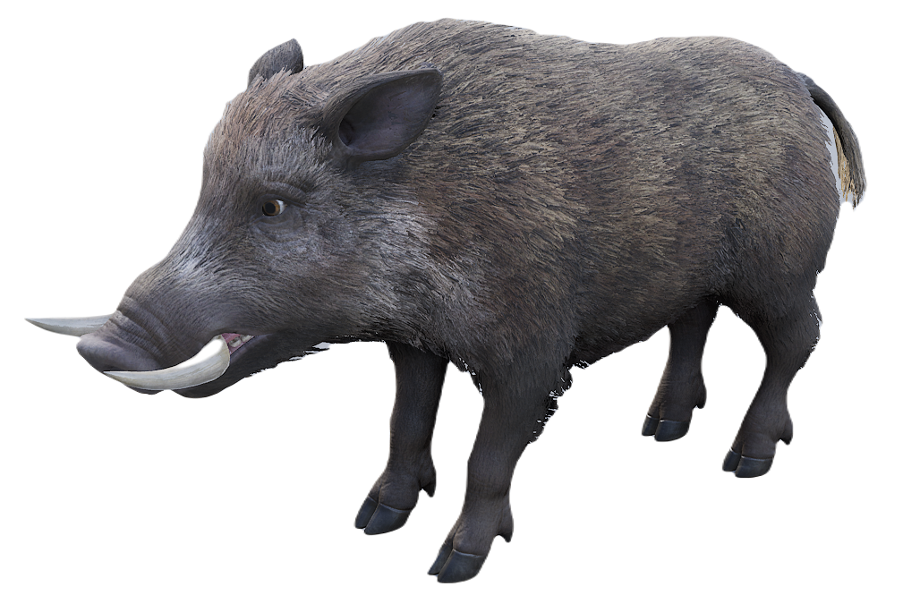 European Wild Boar