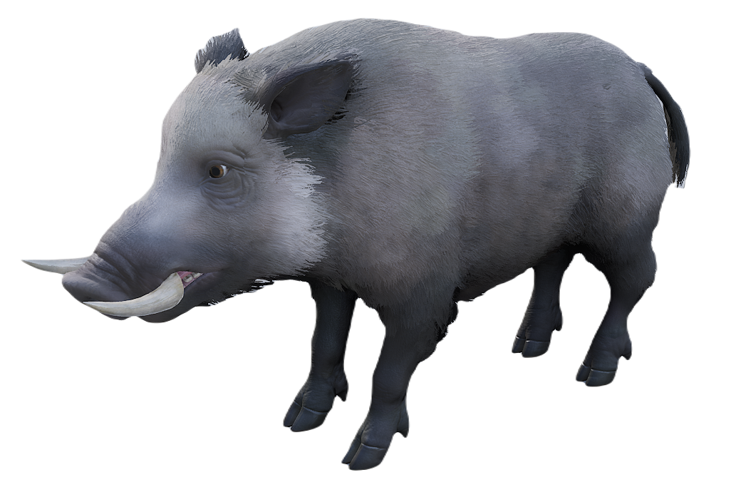 European Wild Boar male fur 1