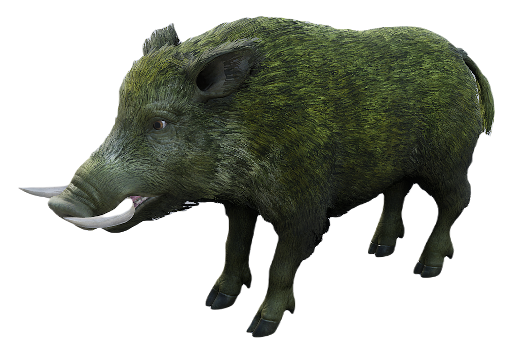 European Wild Boar male fur 2