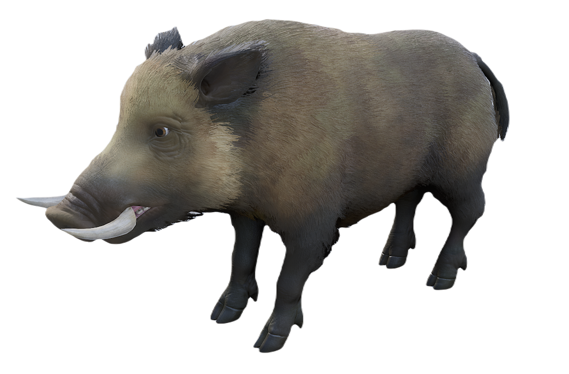 European Wild Boar male fur 3