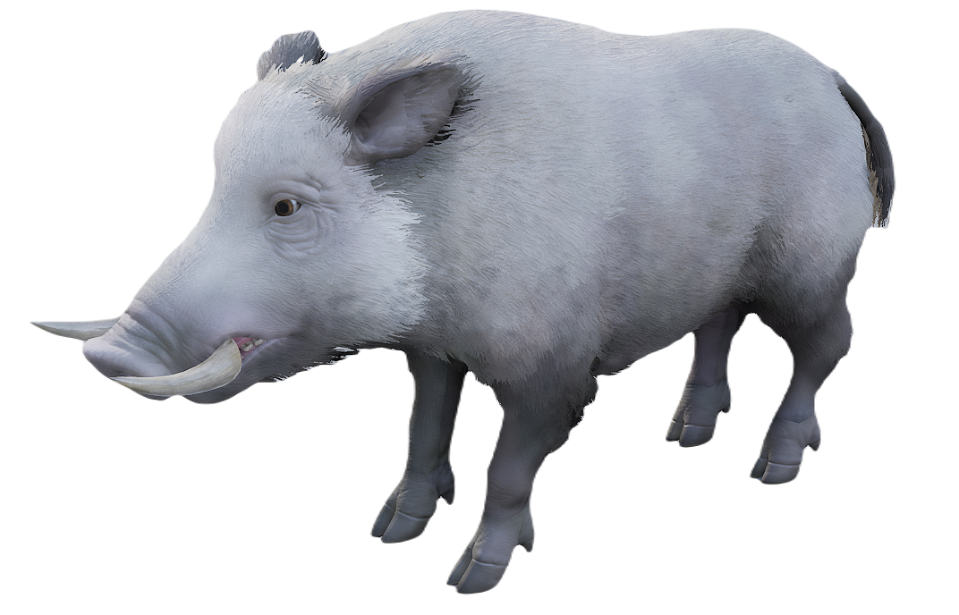 European Wild Boar male fur 6