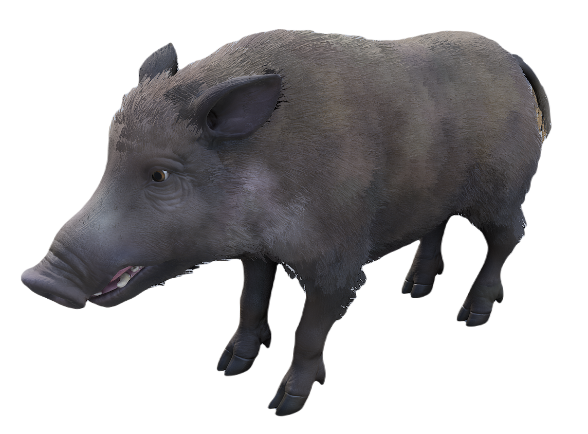 European Wild Boar female fur 0
