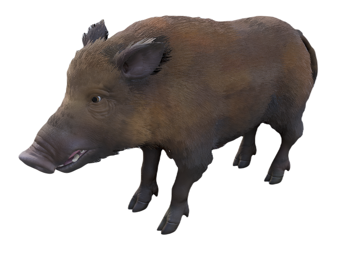 European Wild Boar female fur 4