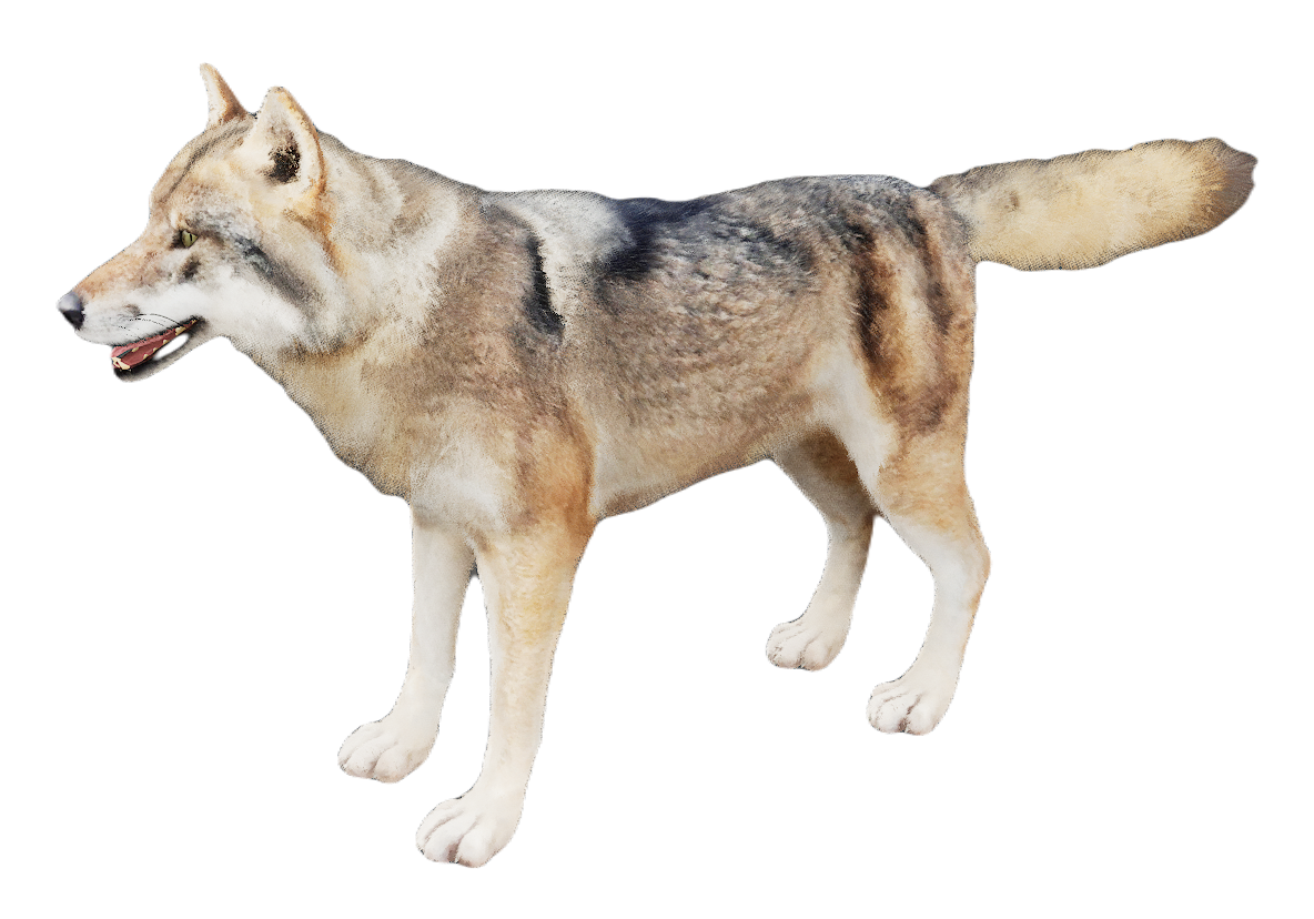 European Wolf