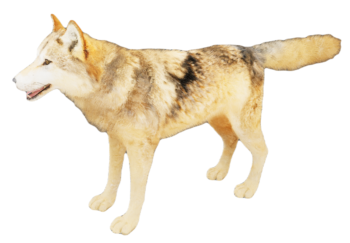 European Wolf male fur 2