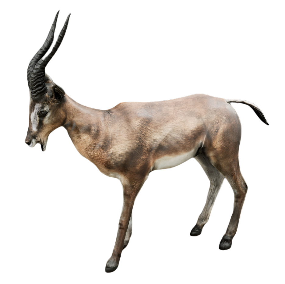 Gazelle male fur 2