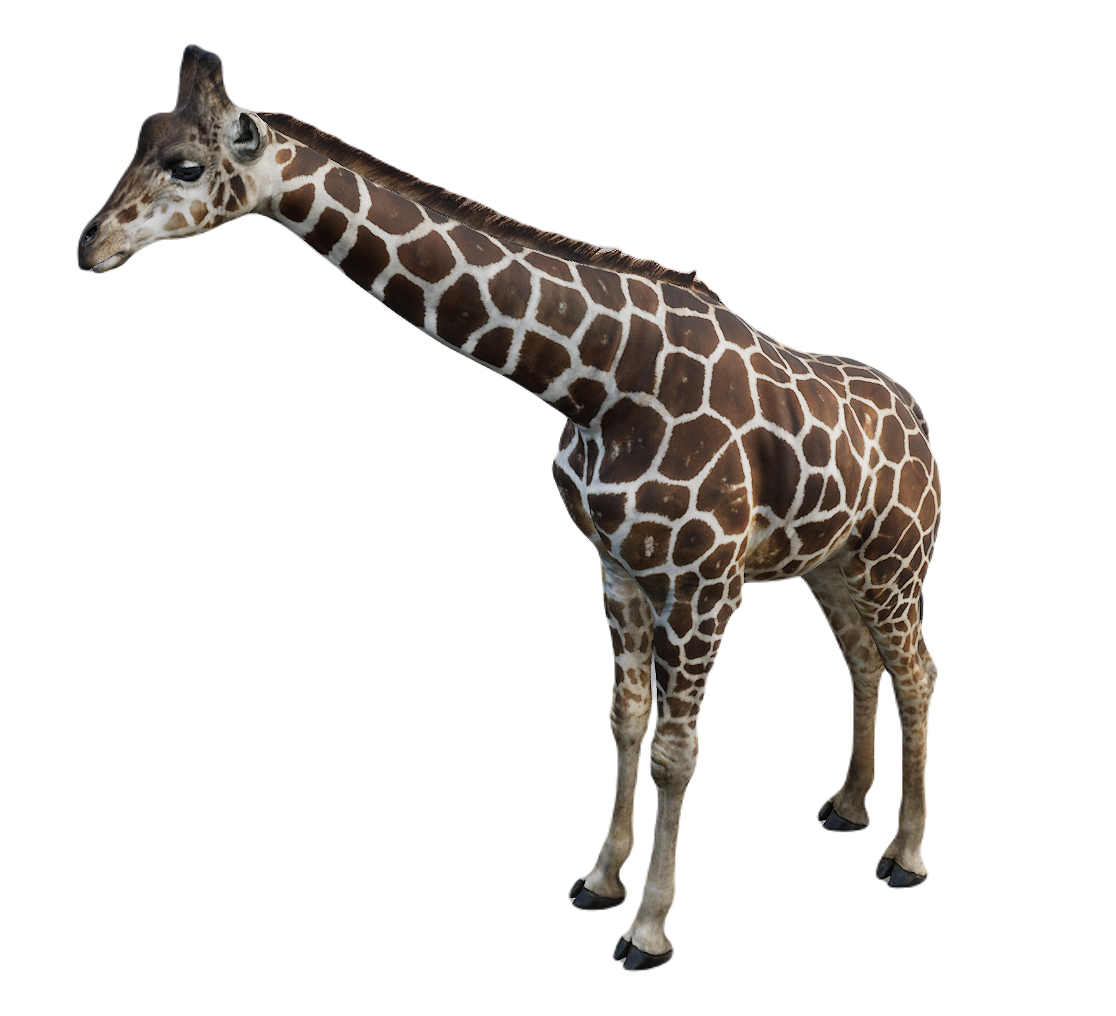 Giraffe male fur 2