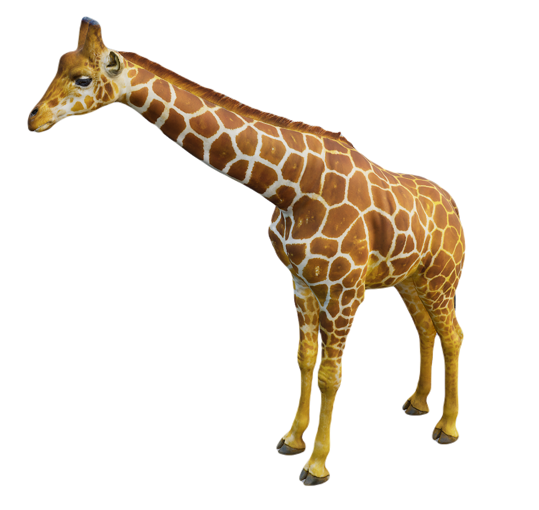 Giraffe male fur 3