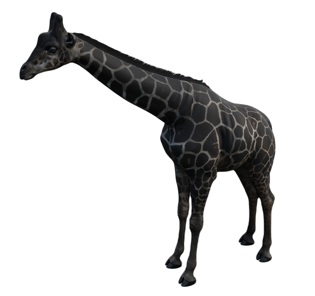 Giraffe male fur 4