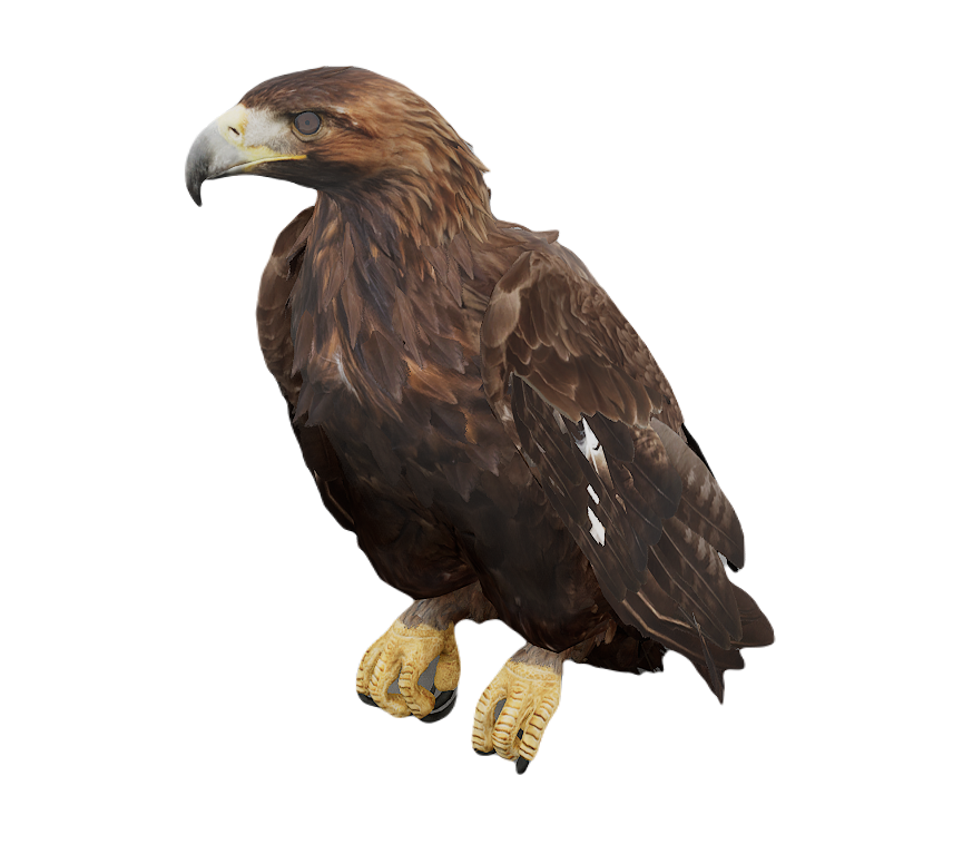 Golden Eagle