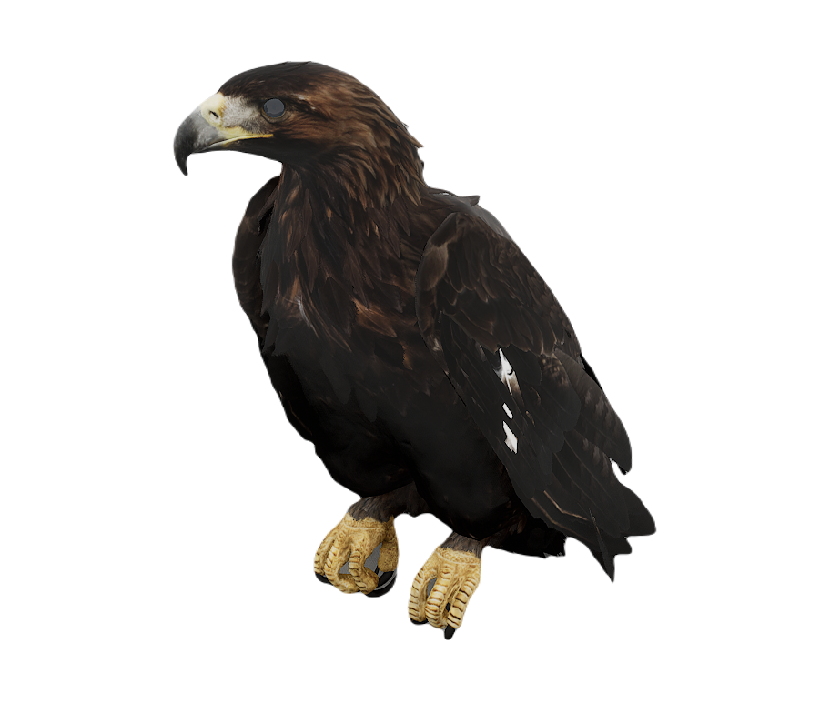 Golden Eagle male fur 2