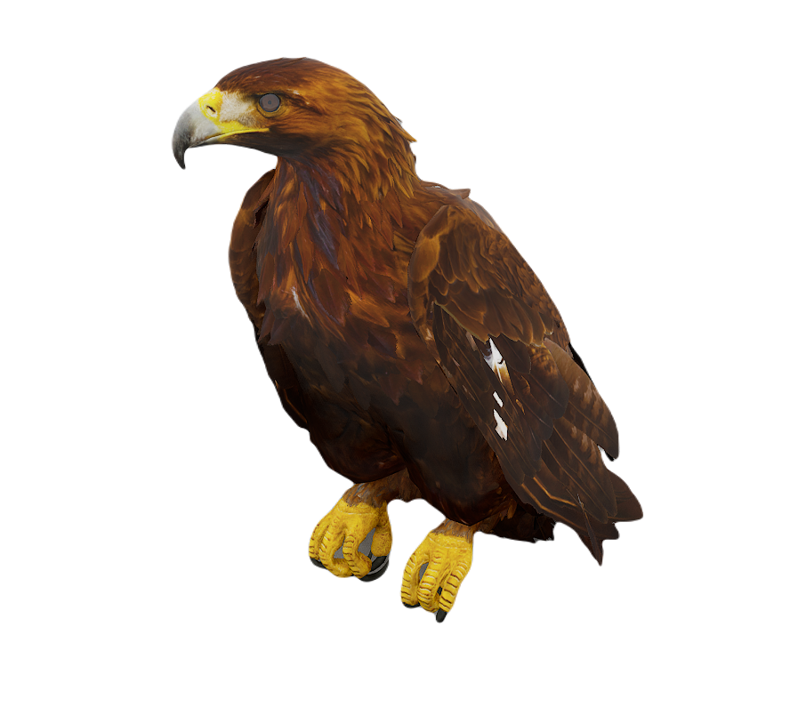 Golden Eagle male fur 3