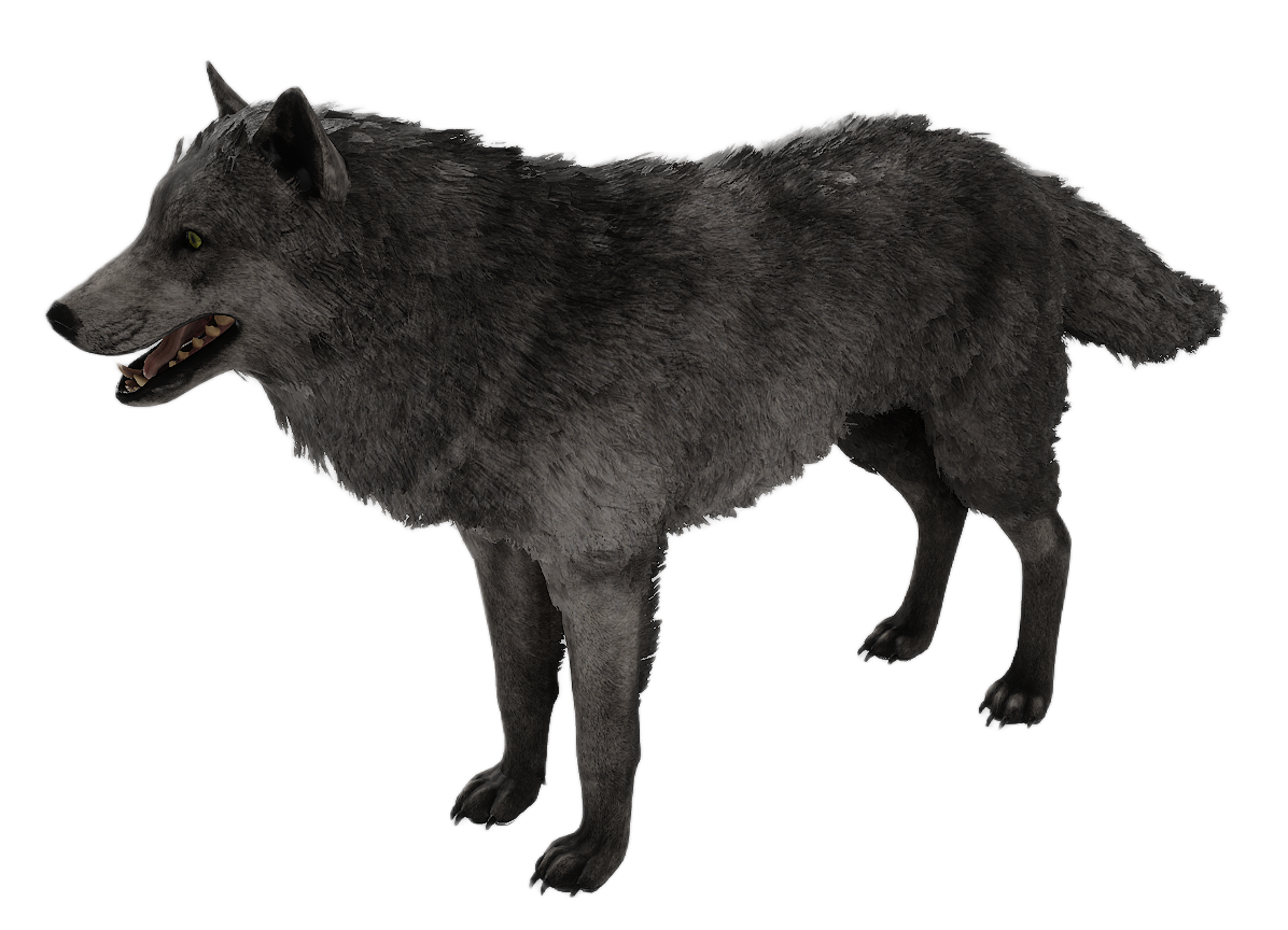 Gray Wolf male fur 1