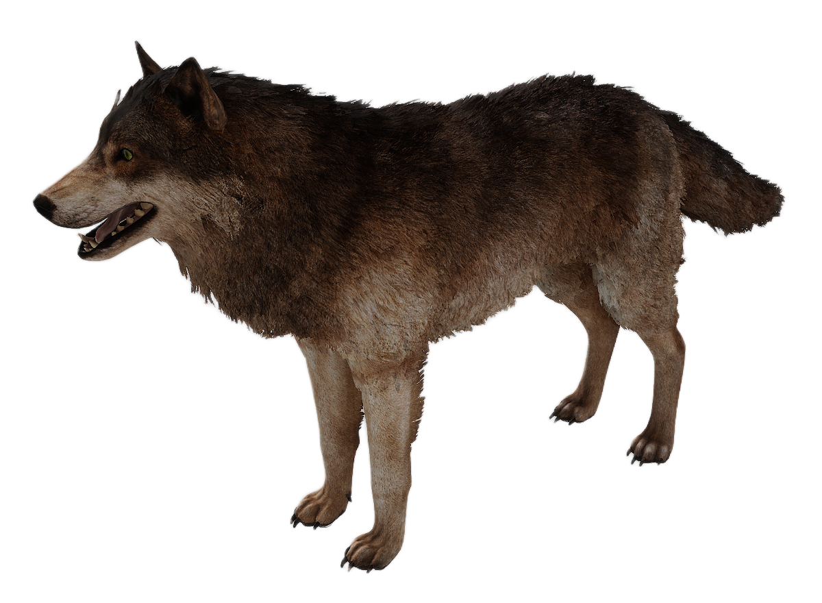 Gray Wolf male fur 3