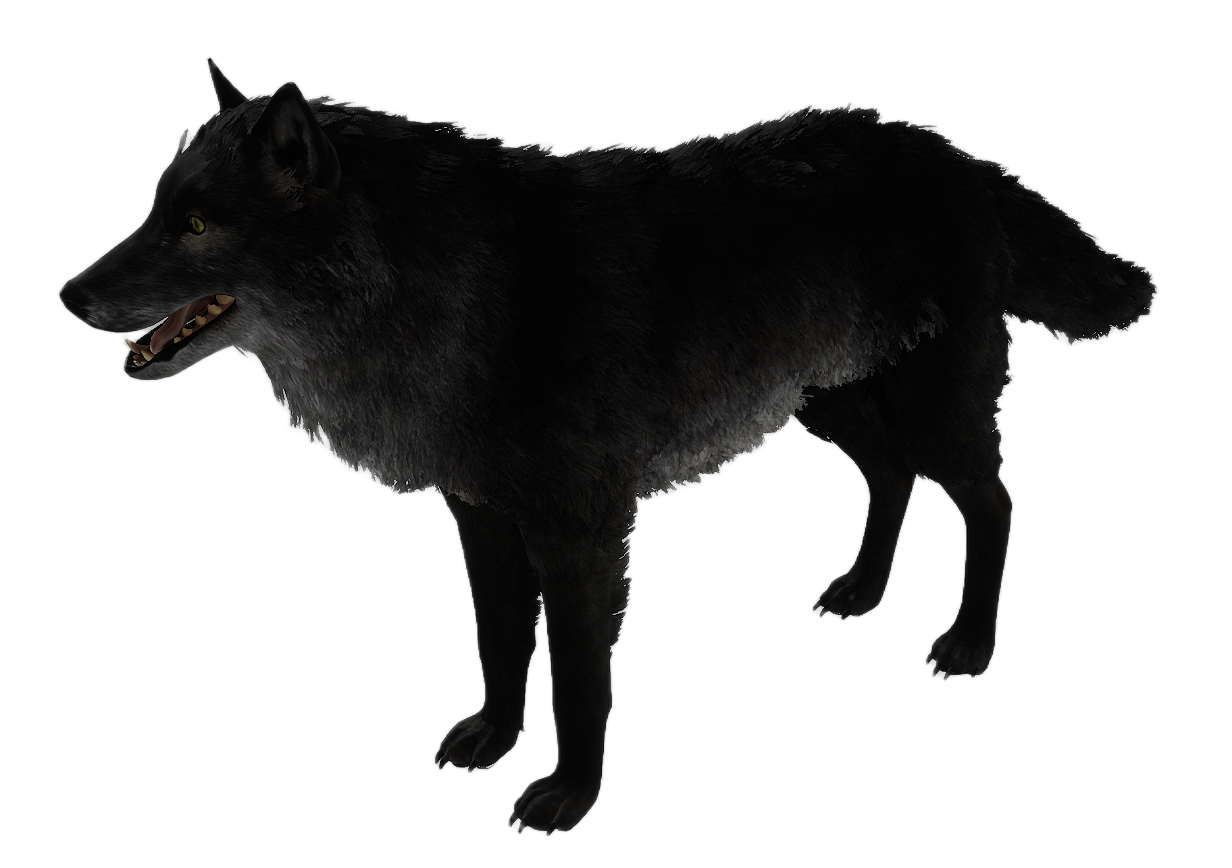 Gray Wolf male fur 4