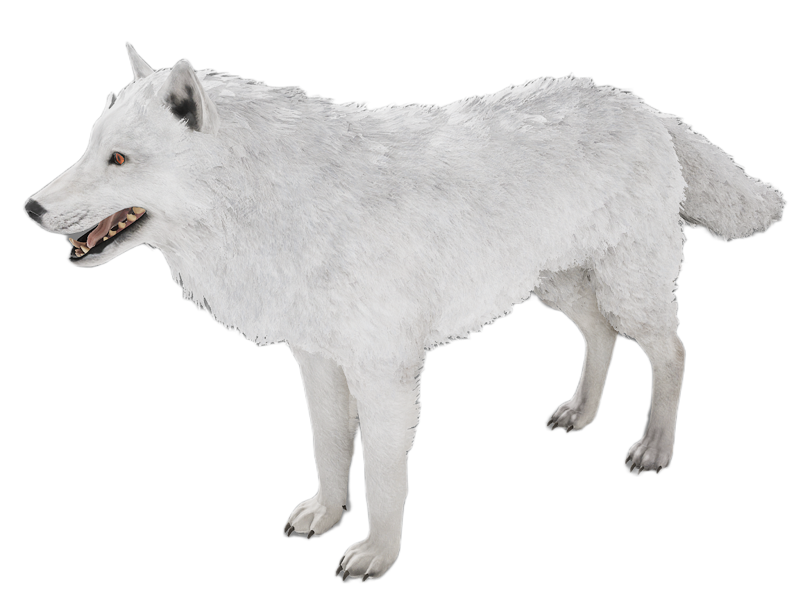 Gray Wolf male fur 6