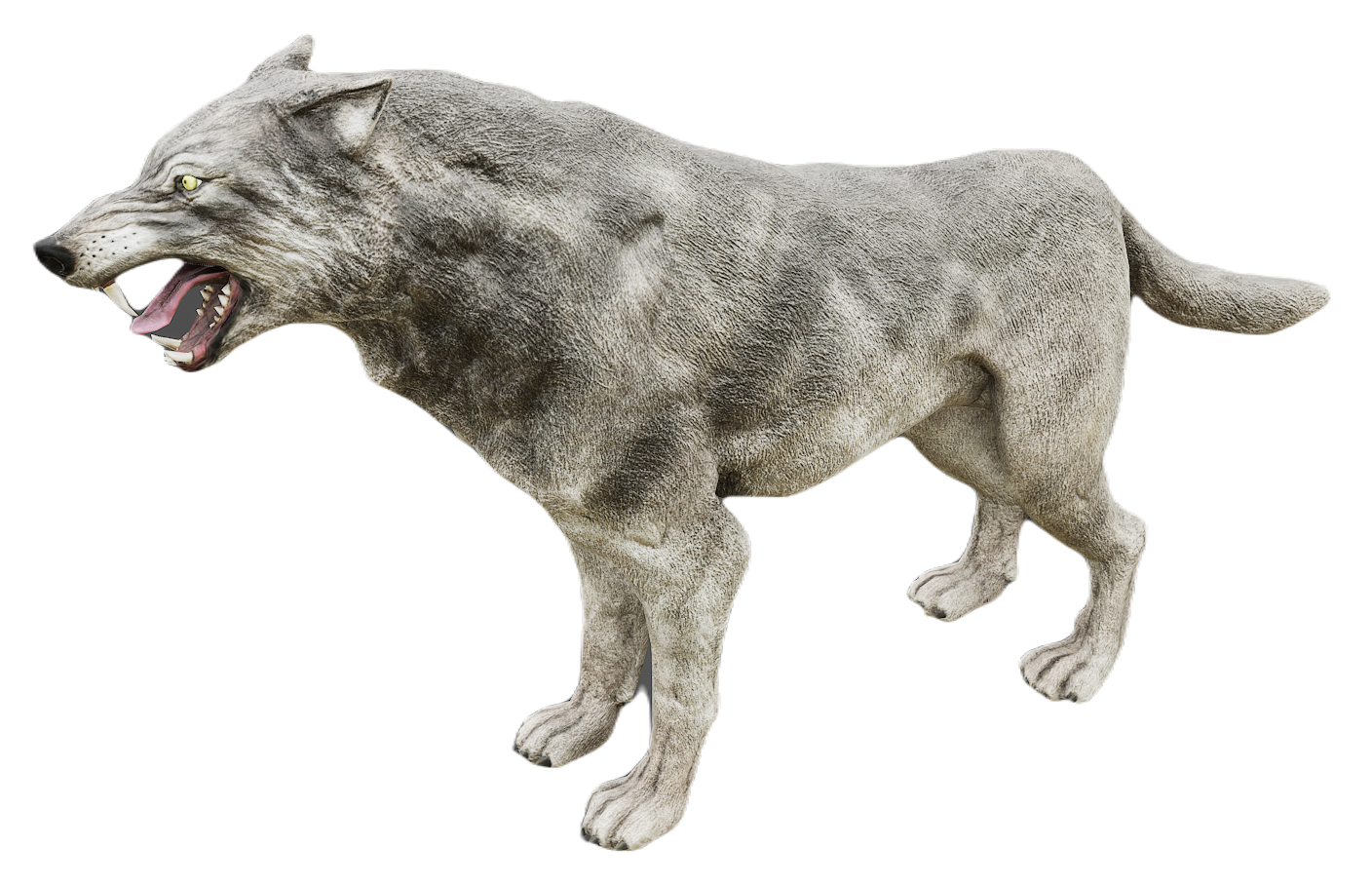 Gray Wolf male fur 7